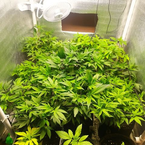 Red Strawberry Banana Auto growlog timeline photo