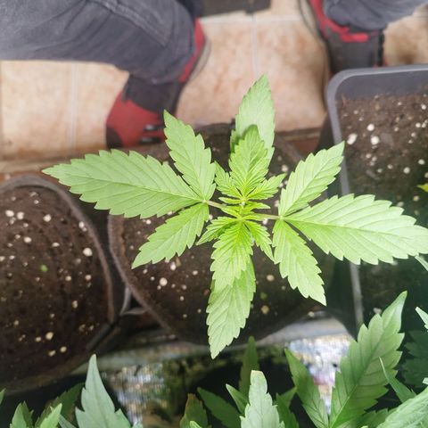 Dark Devil Auto growlog timeline photo