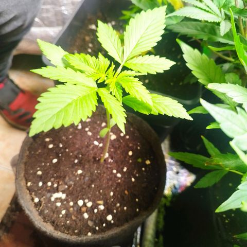 Dark Devil Auto growlog timeline photo