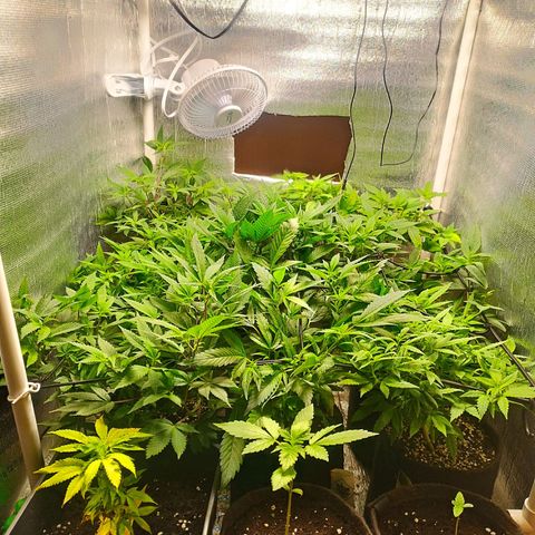 Red Strawberry Banana Auto growlog timeline photo