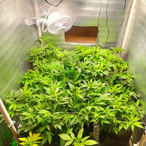 Red Strawberry Banana Auto growlog timeline photo
