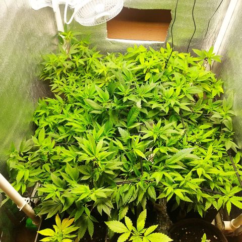 Red Strawberry Banana Auto growlog timeline photo