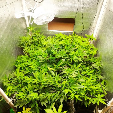 Red Strawberry Banana Auto growlog timeline photo