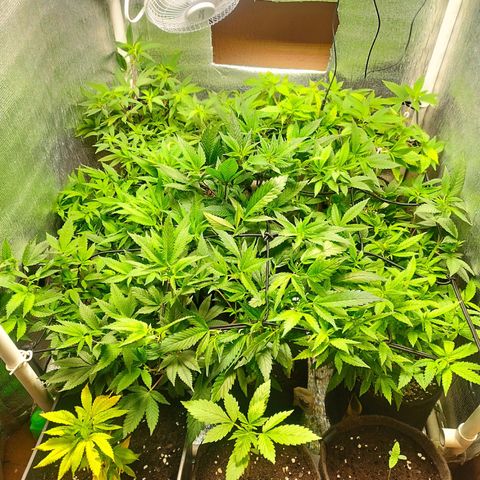 Red Strawberry Banana Auto growlog timeline photo