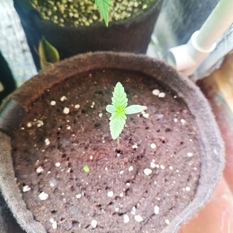 Red Strawberry Banana Auto growlog timeline photo