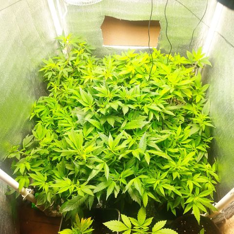 Red Strawberry Banana Auto growlog timeline photo