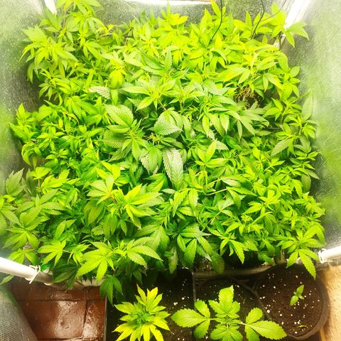 Red Strawberry Banana Auto growlog timeline photo