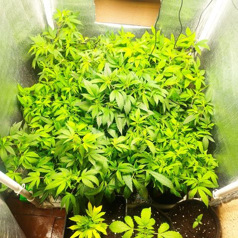 Red Strawberry Banana Auto growlog timeline photo