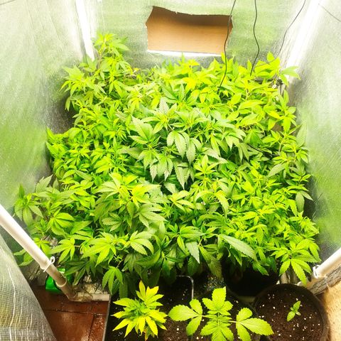 Red Strawberry Banana Auto growlog timeline photo