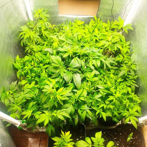 Red Strawberry Banana Auto growlog timeline photo