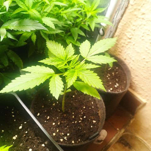 Dark Devil Auto growlog timeline photo