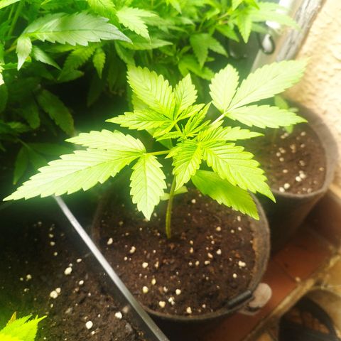 Dark Devil Auto growlog timeline photo