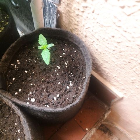 Red Strawberry Banana Auto growlog timeline photo
