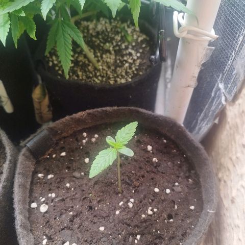 Red Strawberry Banana Auto growlog timeline photo