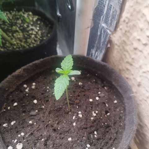 Red Strawberry Banana Auto growlog timeline photo