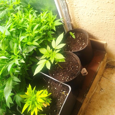 Red Strawberry Banana Auto growlog timeline photo