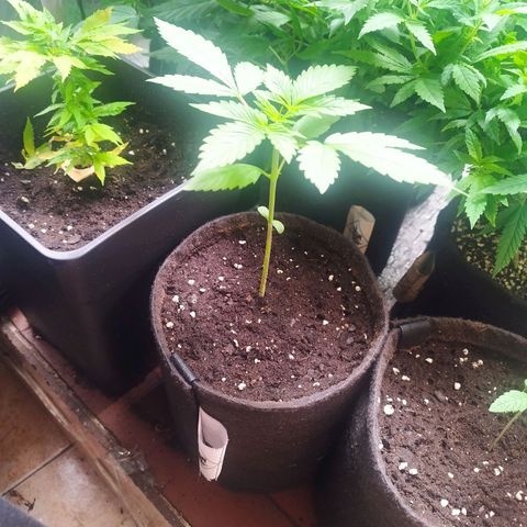 Red Strawberry Banana Auto growlog timeline photo