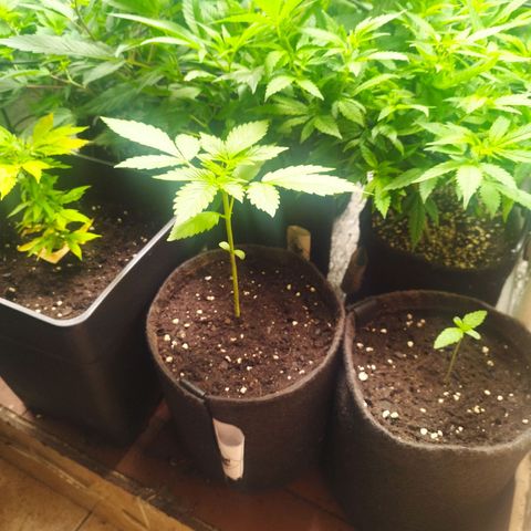 Red Strawberry Banana Auto growlog timeline photo