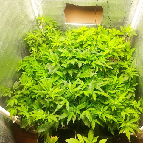 Red Strawberry Banana Auto growlog timeline photo