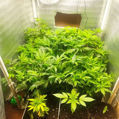 Red Strawberry Banana Auto growlog timeline photo