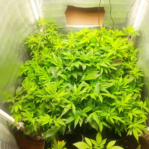 Red Strawberry Banana Auto growlog timeline photo