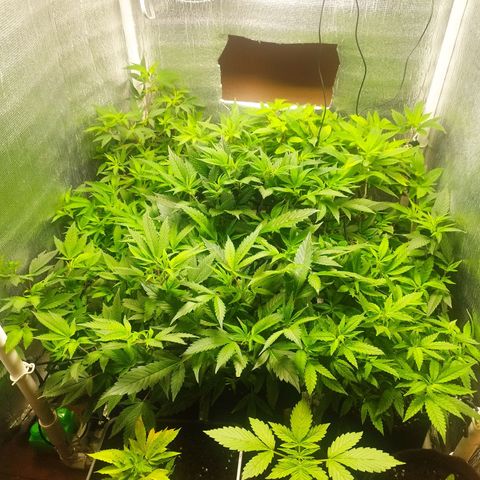 Red Strawberry Banana Auto growlog timeline photo