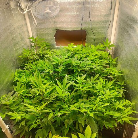 Red Strawberry Banana Auto growlog timeline photo