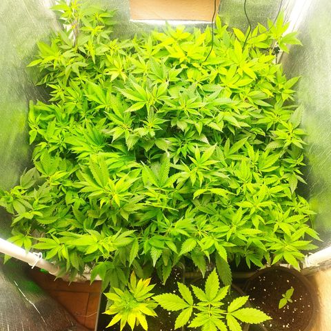 Red Strawberry Banana Auto growlog timeline photo
