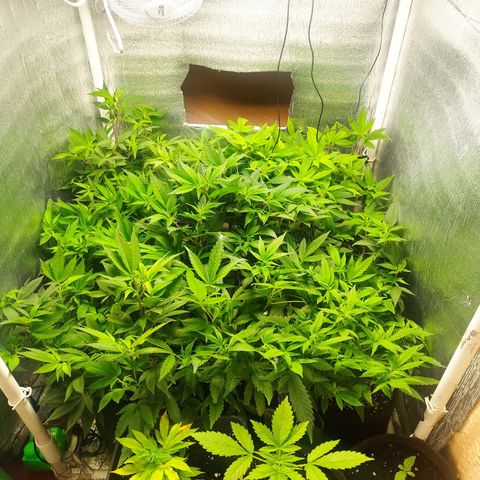 Red Strawberry Banana Auto growlog timeline photo