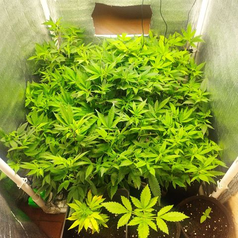 Red Strawberry Banana Auto growlog timeline photo