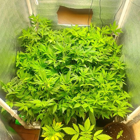 Red Strawberry Banana Auto growlog timeline photo