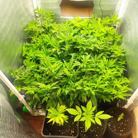 Red Strawberry Banana Auto growlog timeline photo