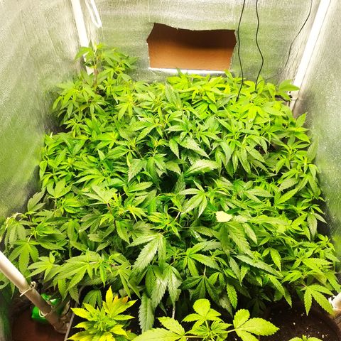 Red Strawberry Banana Auto growlog timeline photo