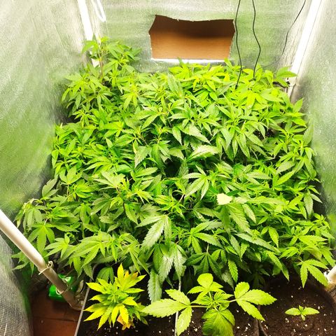 Red Strawberry Banana Auto growlog timeline photo