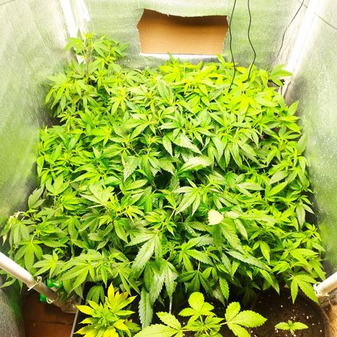 Red Strawberry Banana Auto growlog timeline photo
