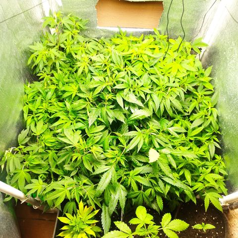Red Strawberry Banana Auto growlog timeline photo