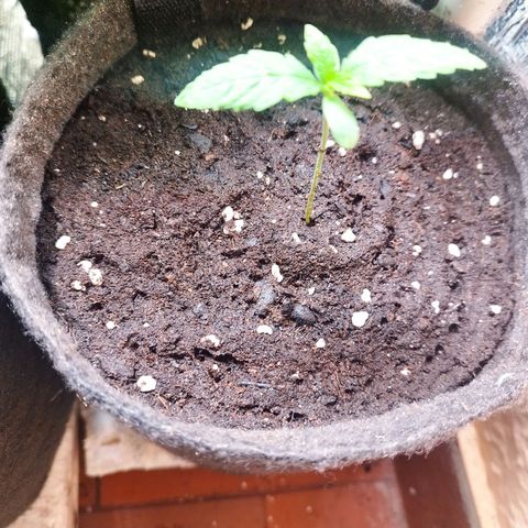 Red Strawberry Banana Auto growlog timeline photo