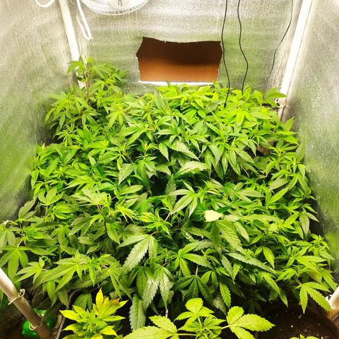 Red Strawberry Banana Auto growlog timeline photo