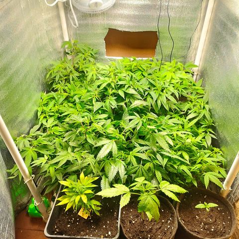 Red Strawberry Banana Auto growlog timeline photo