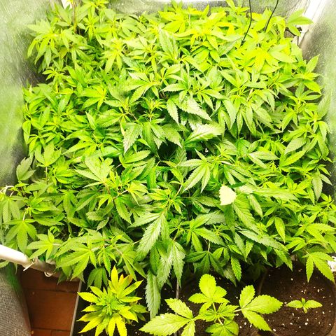 Red Strawberry Banana Auto growlog timeline photo