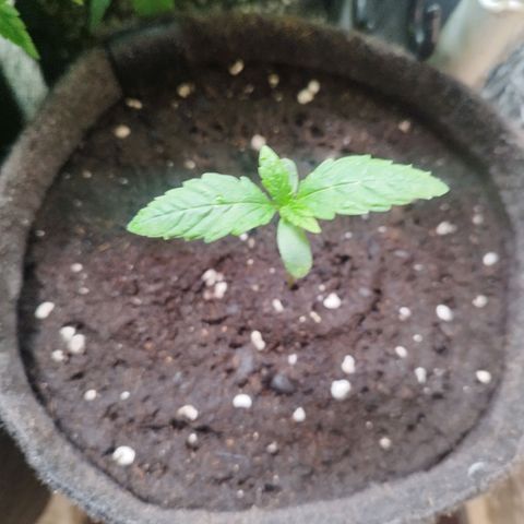 Red Strawberry Banana Auto growlog timeline photo