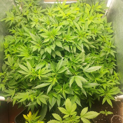 Red Strawberry Banana Auto growlog timeline photo