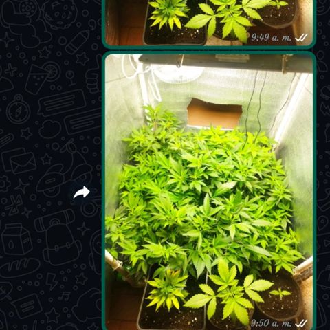 Red Strawberry Banana Auto growlog timeline photo