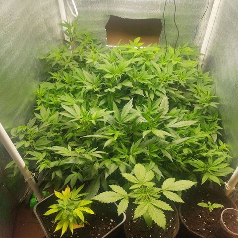 Red Strawberry Banana Auto growlog timeline photo