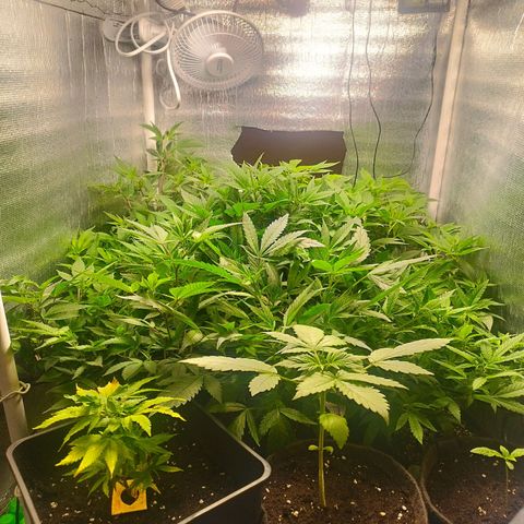 Red Strawberry Banana Auto growlog timeline photo