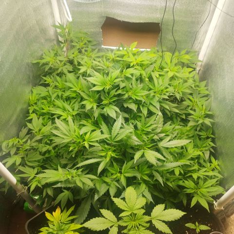 Red Strawberry Banana Auto growlog timeline photo