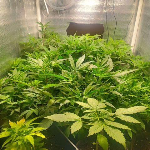 Red Strawberry Banana Auto growlog timeline photo