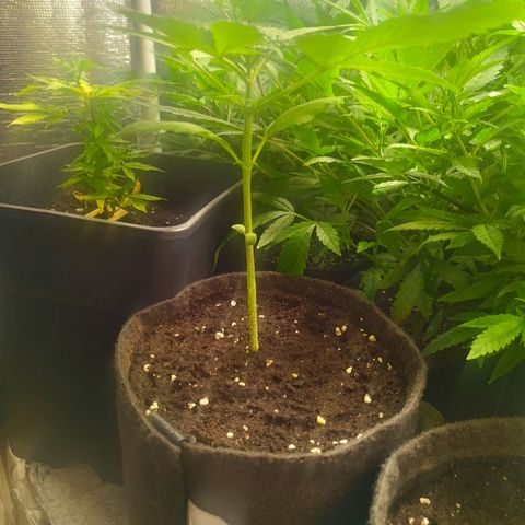 Dark Devil Auto growlog timeline photo