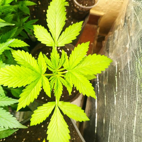 Dark Devil Auto growlog timeline photo