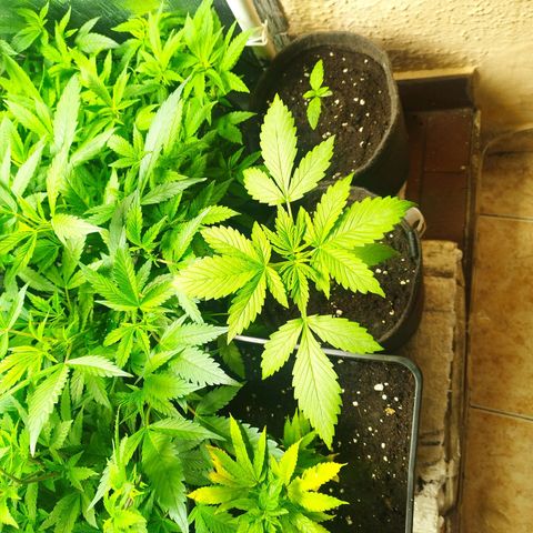 Dark Devil Auto growlog timeline photo